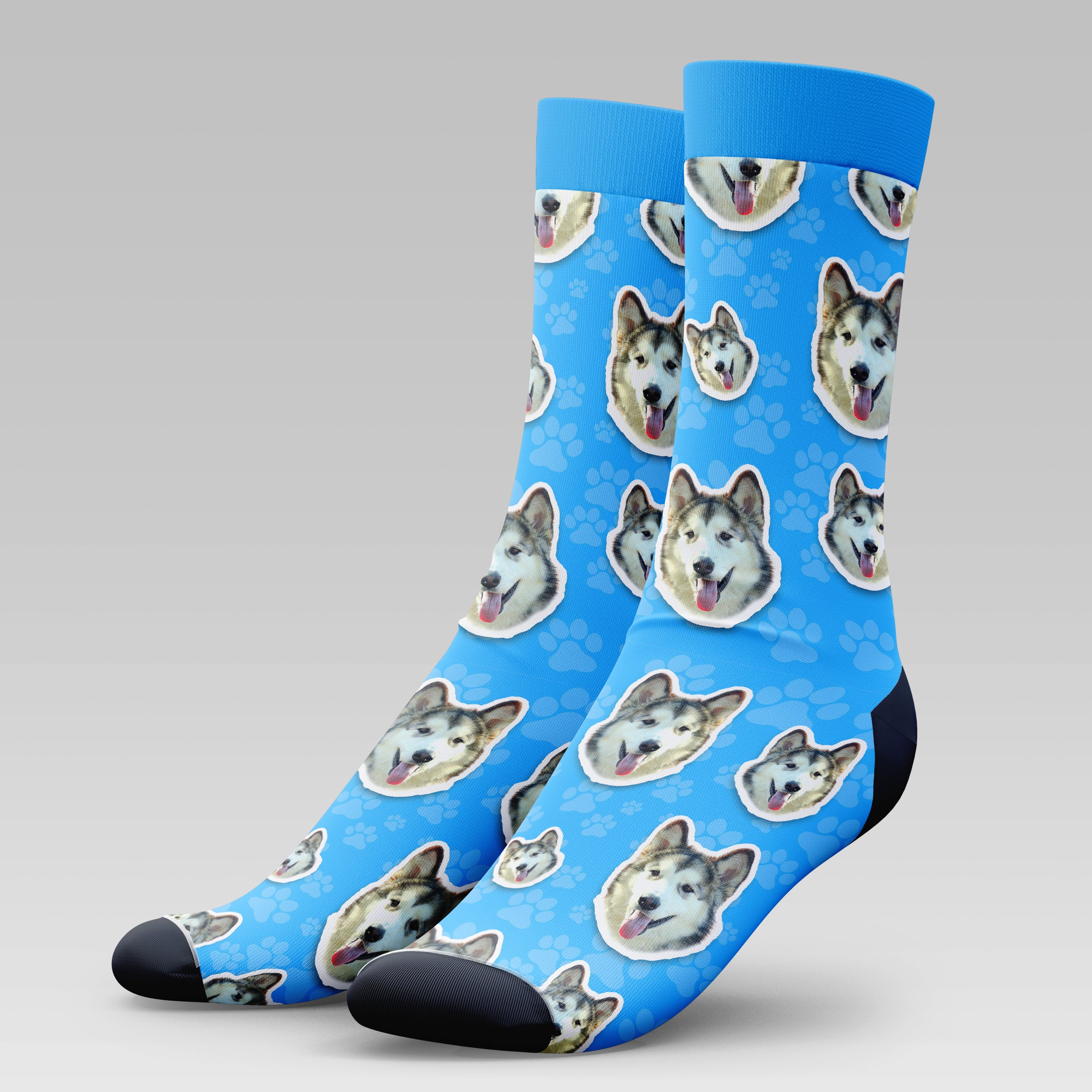 Alaskan Malamute Dog | Socks