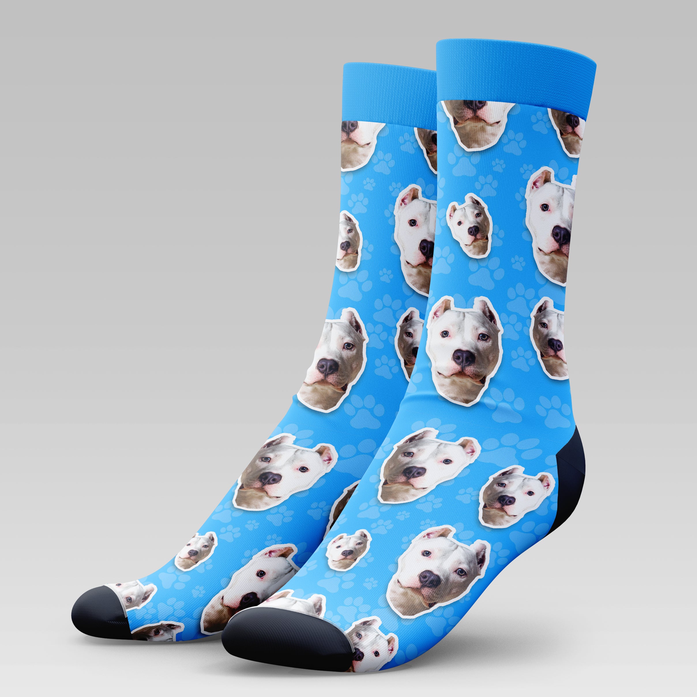 American Bully Dog | Socks