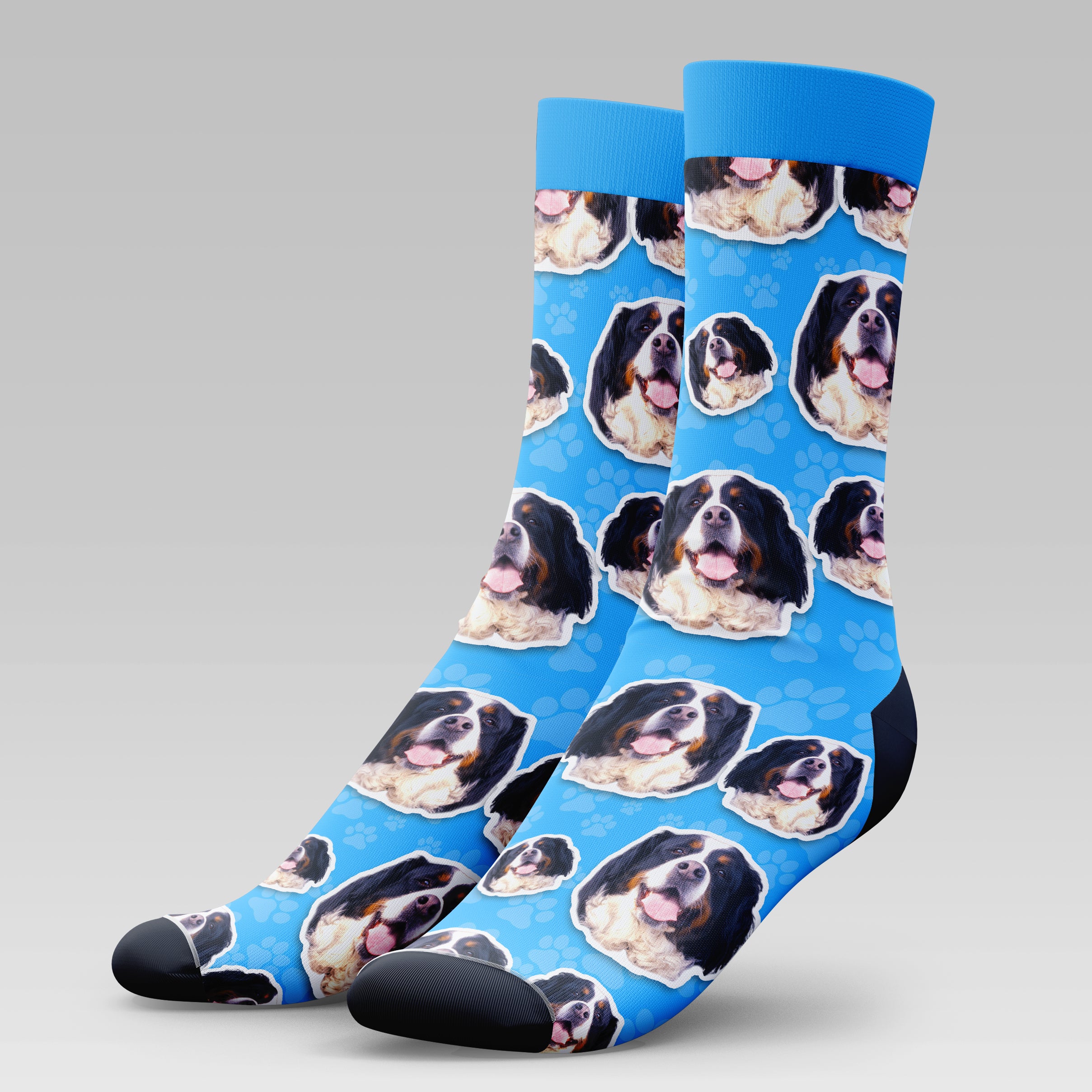Bernese Mountain Dog | Socks