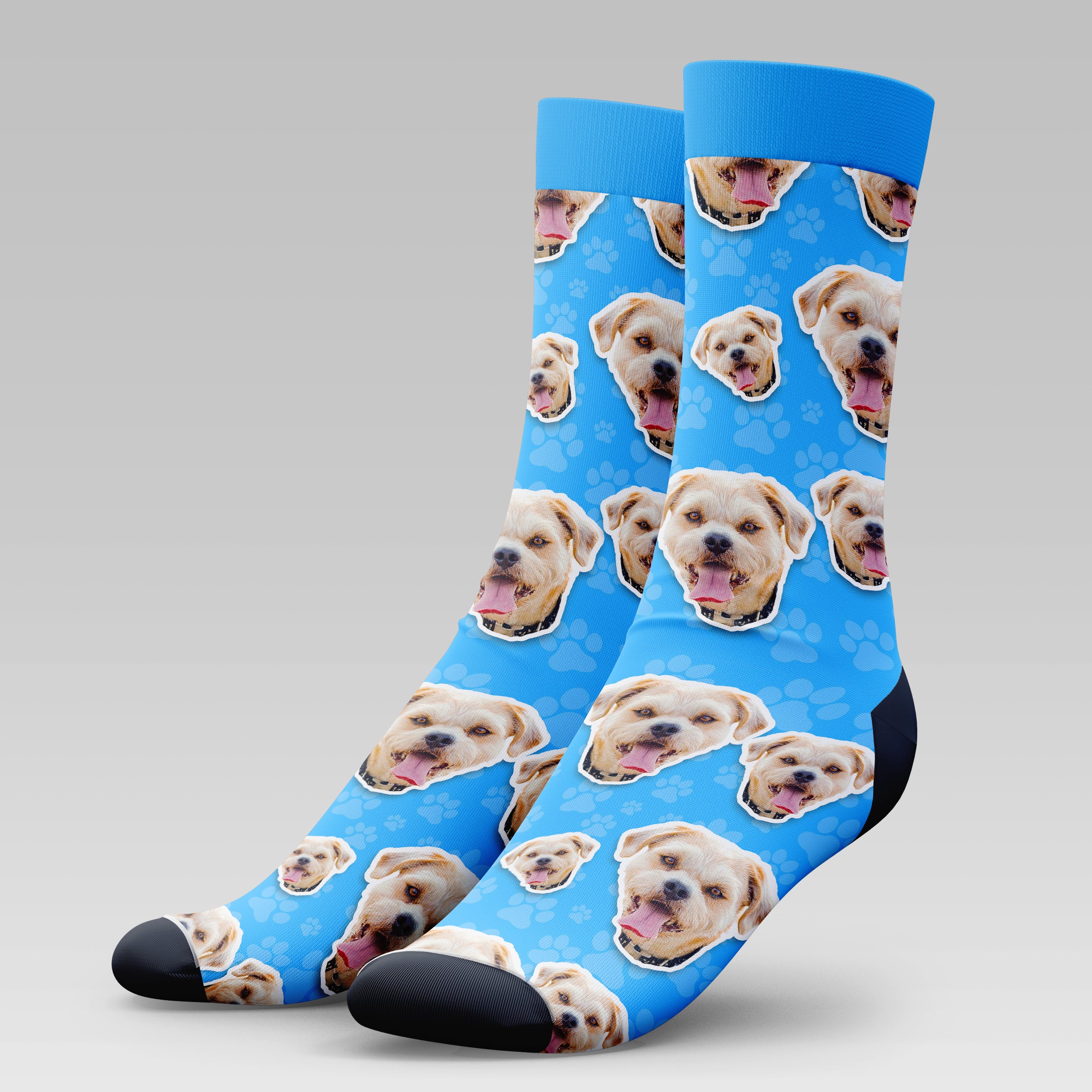 Border Terrier Dog | Socks