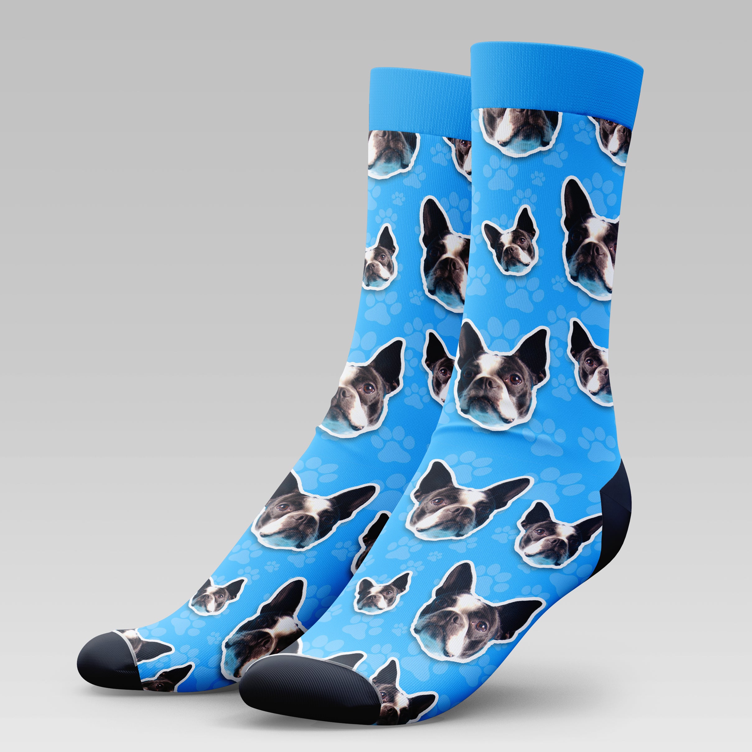Boston Terrier Dog | Socks