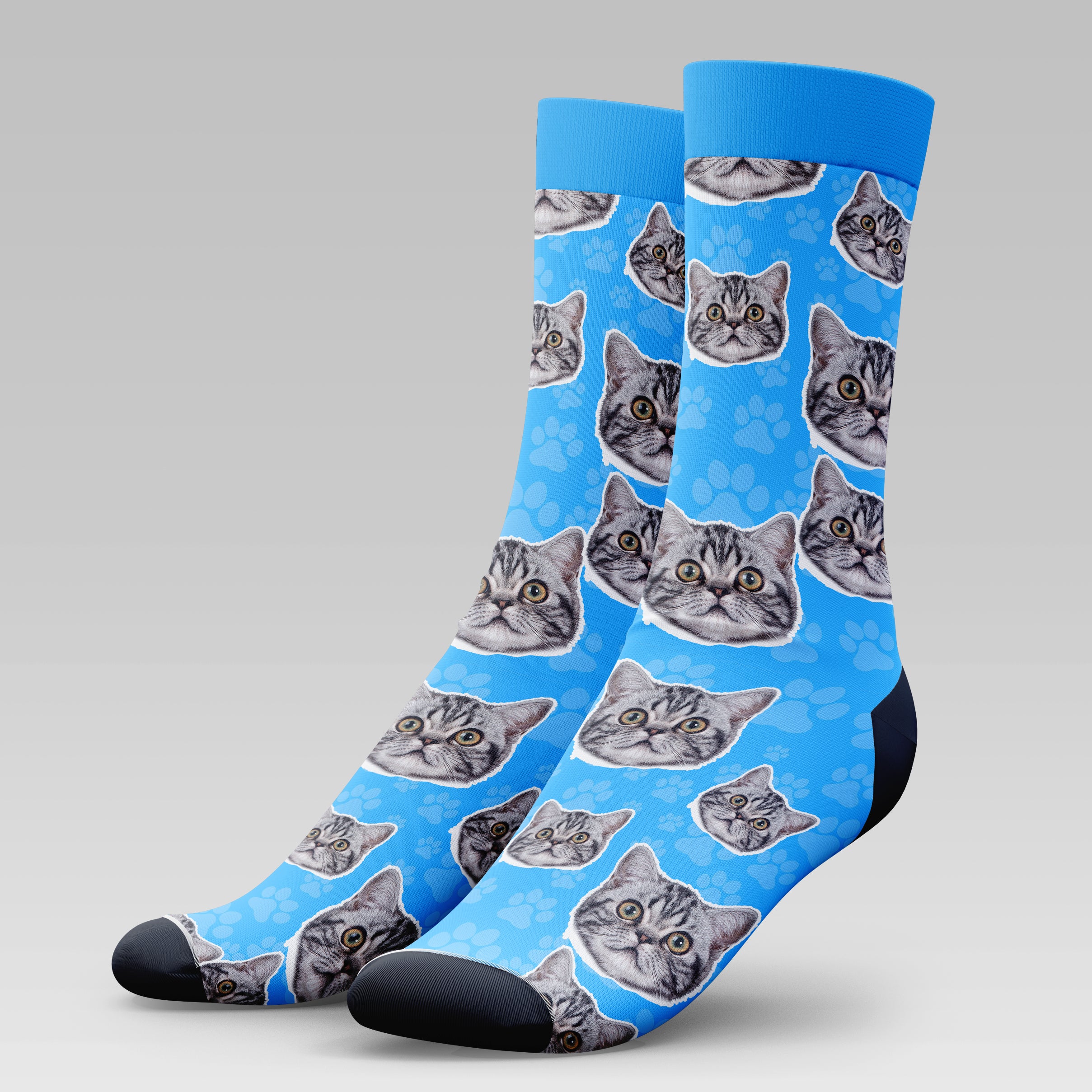 British Shorthair Cat | Socks