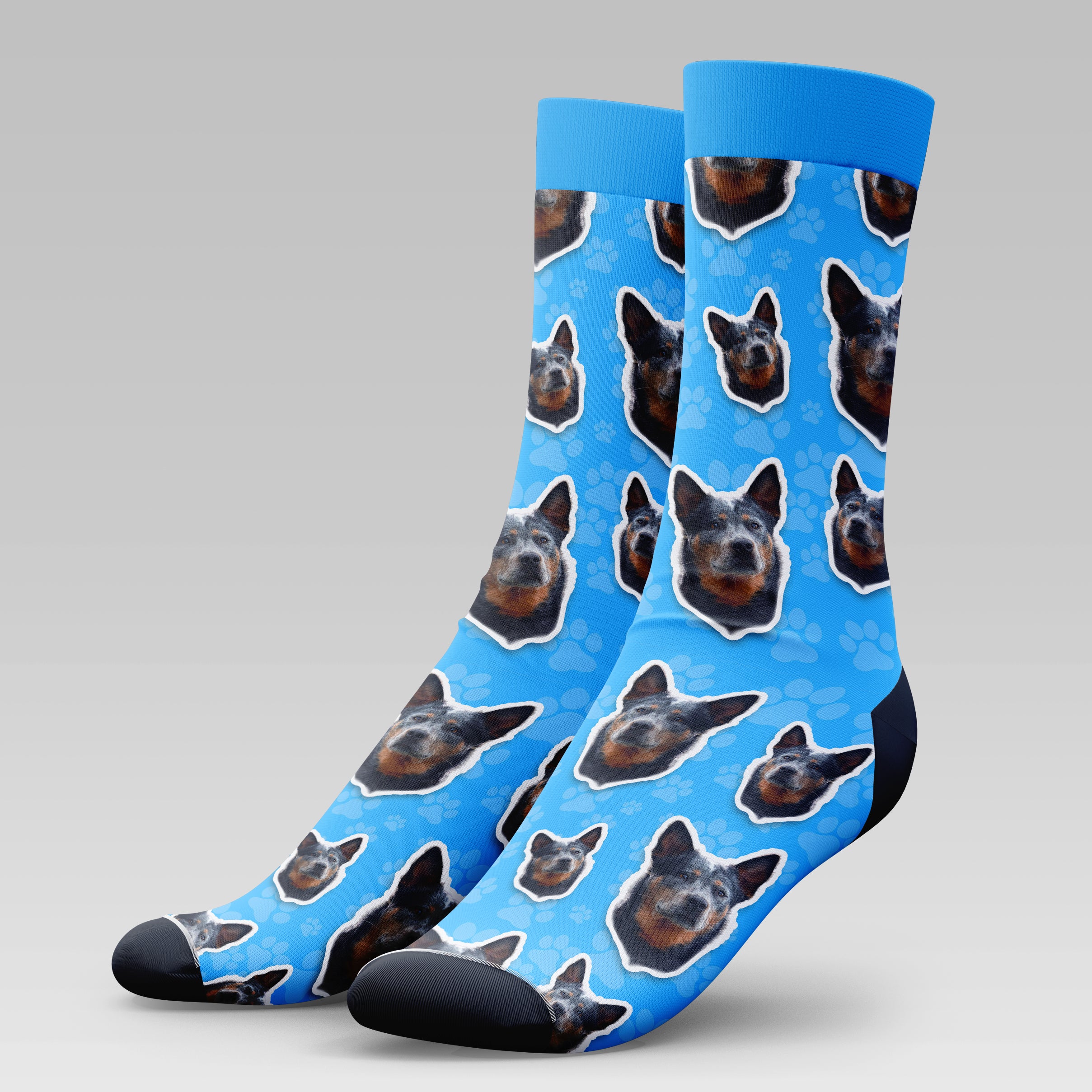 Australian Cattle Dog | Socks