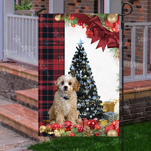 Cavoodle Flag Sitting In Front Of The Christmas Tree