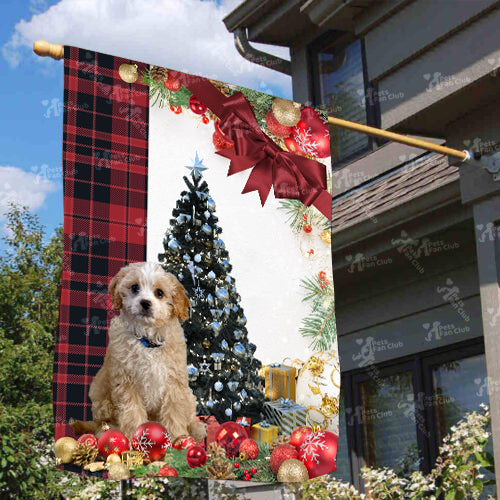 Cavoodle Flag Sitting In Front Of The Christmas Tree