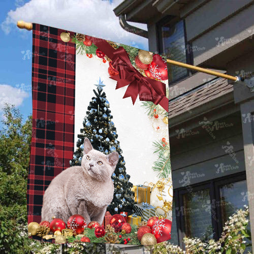 European Burmese Cat Flag Sitting In Front Of The Christmas Tree