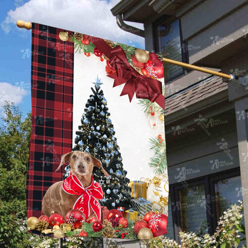 Daschund Flag Sitting In Front Of The Christmas Tree