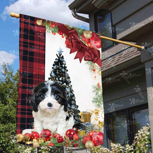 Cavachon Flag Sitting In Front Of The Christmas Tree