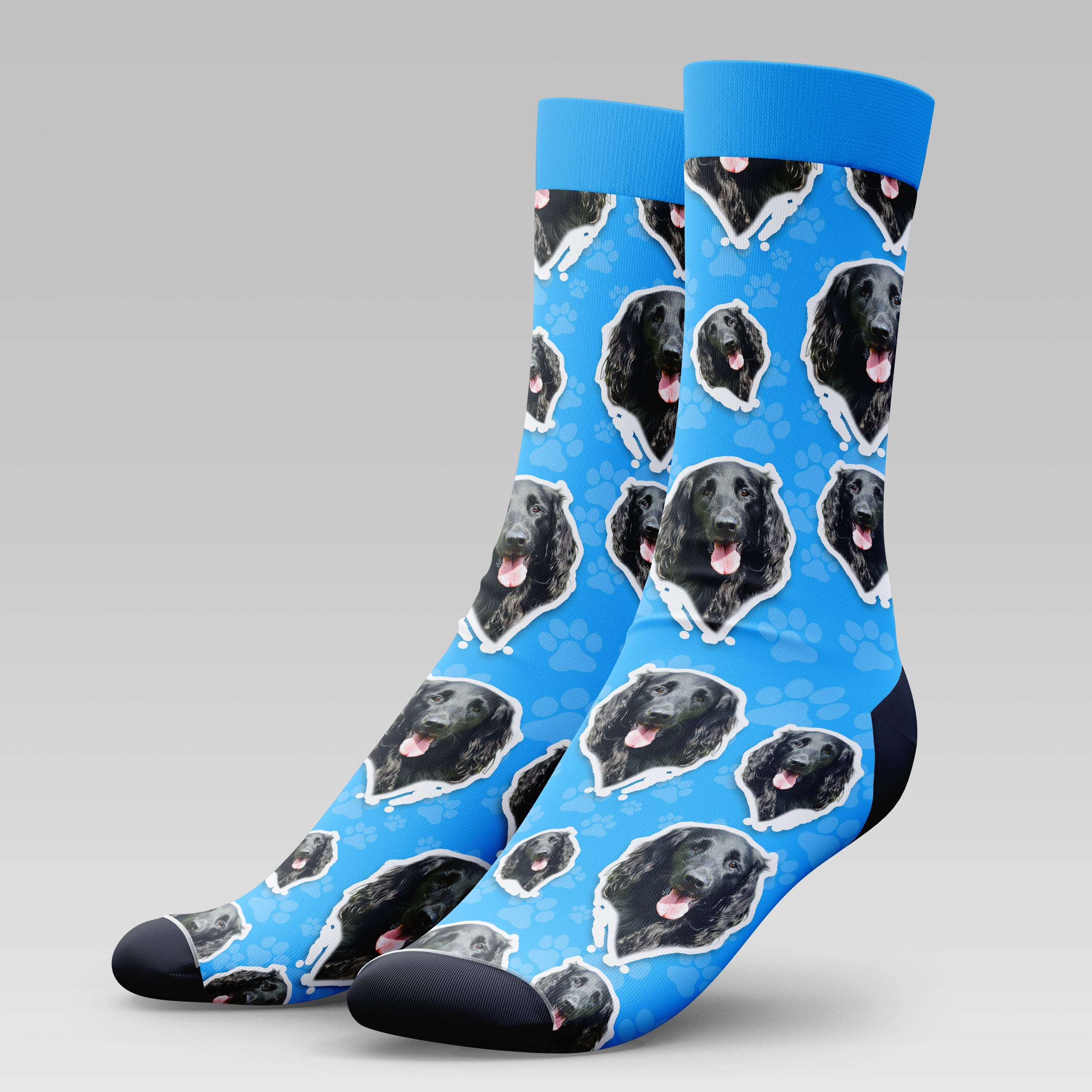 Flat Coated Retriever Dog | Socks