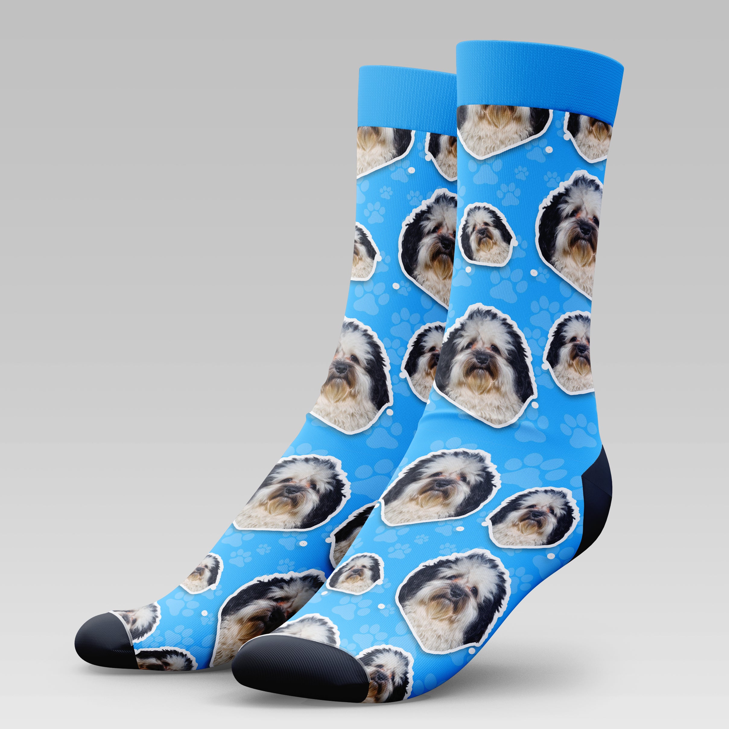 Havaneser Dog | Socks