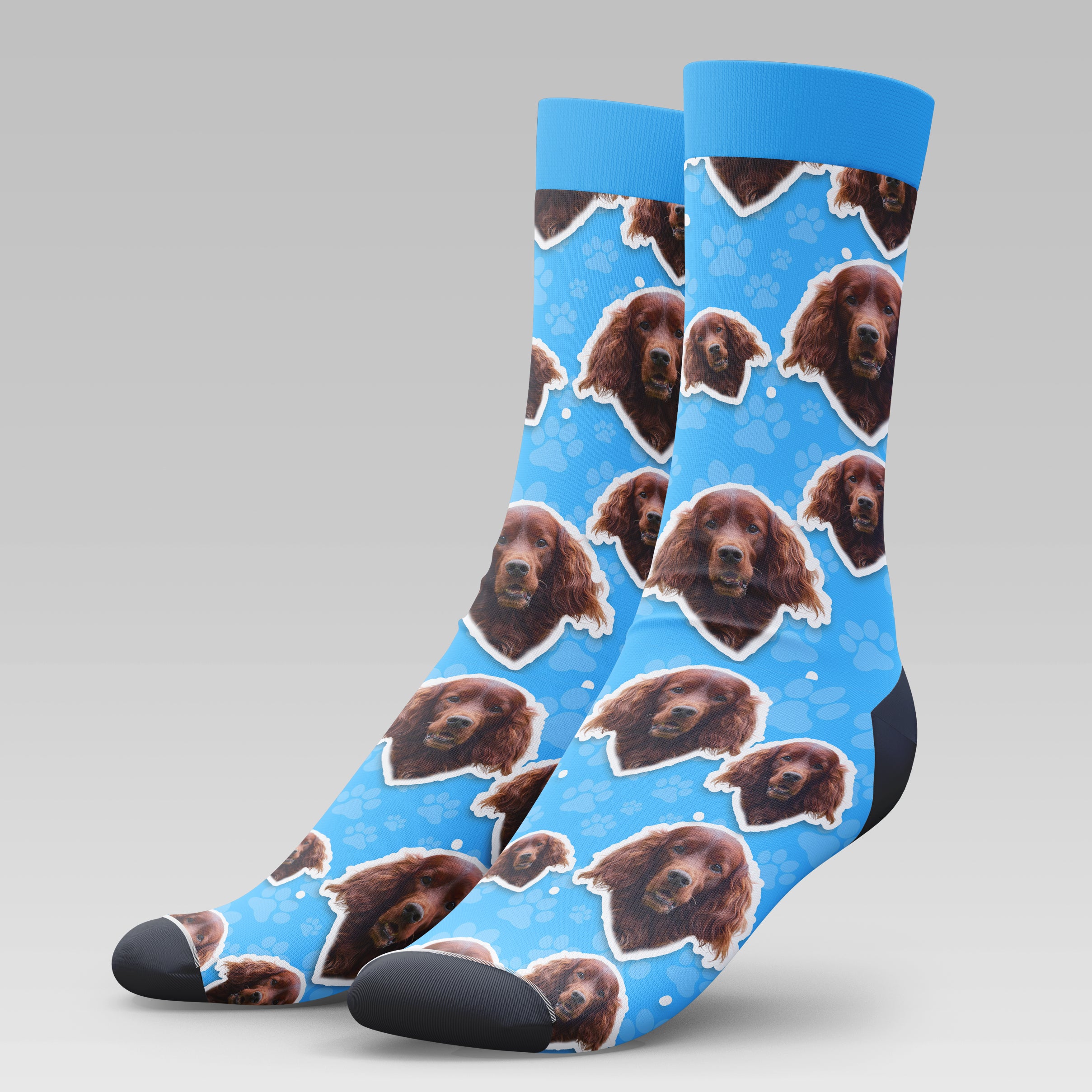 Irish Setter Dog | Socks