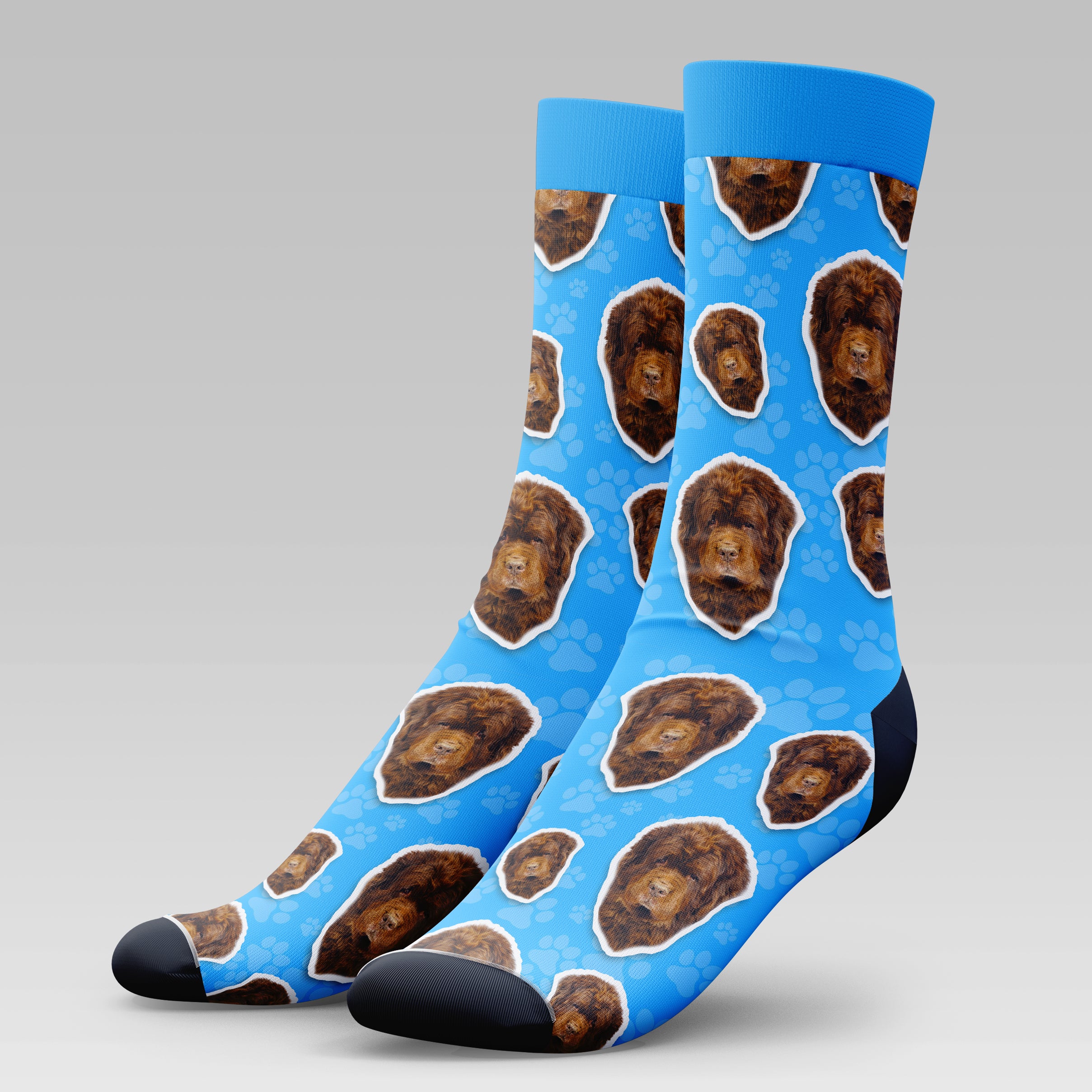 Newfoundland Dog | Socks