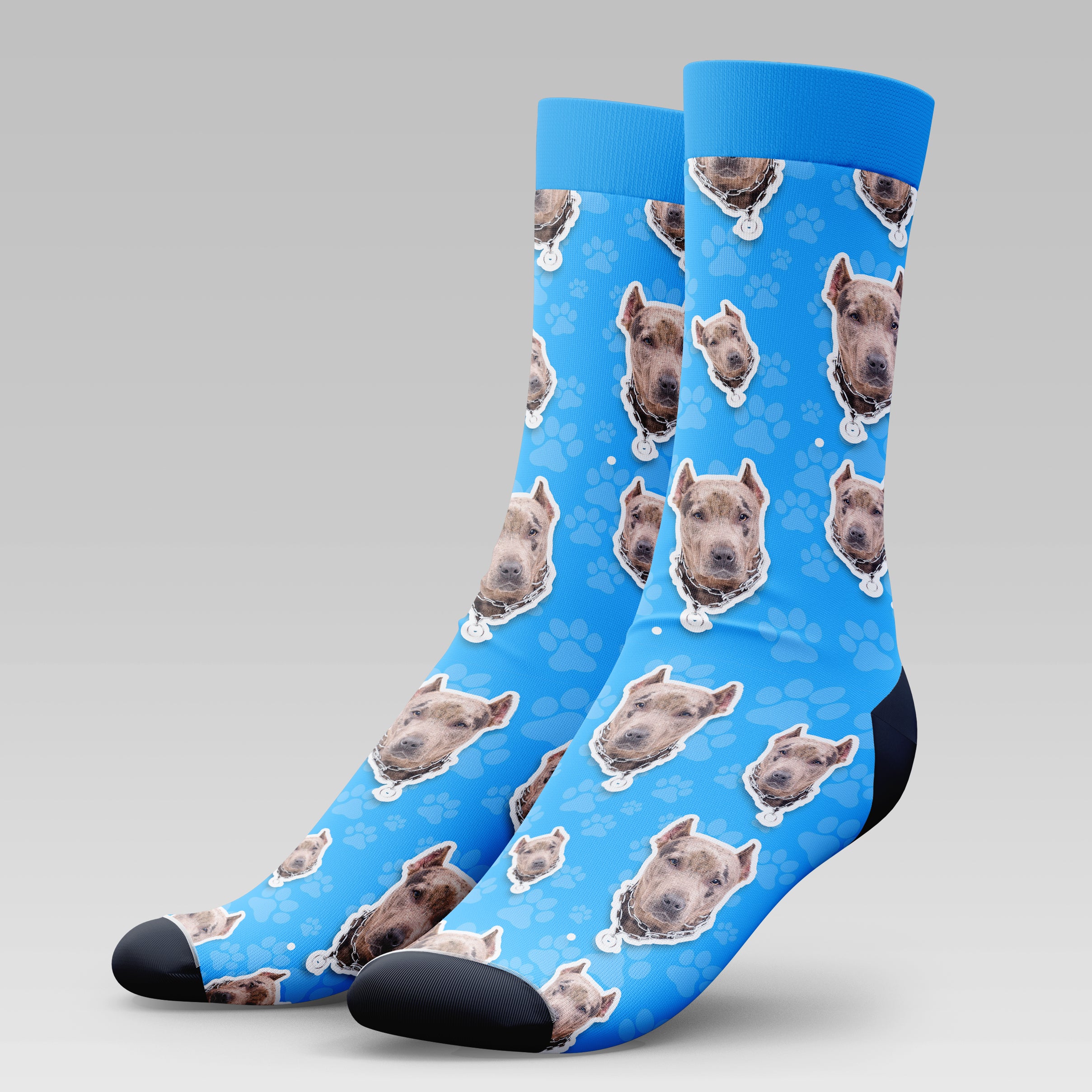 Pit Bull Dog | Socks