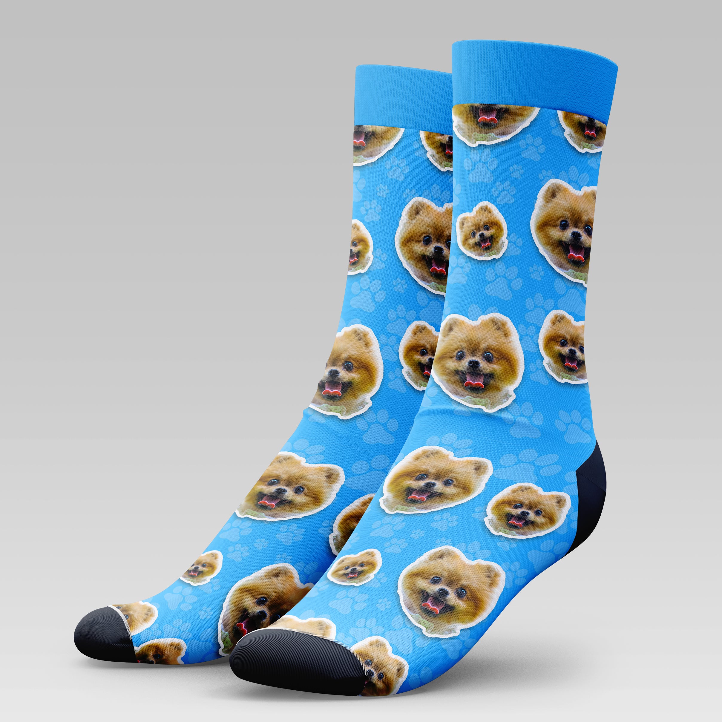 Pomeranian Dog | Socks