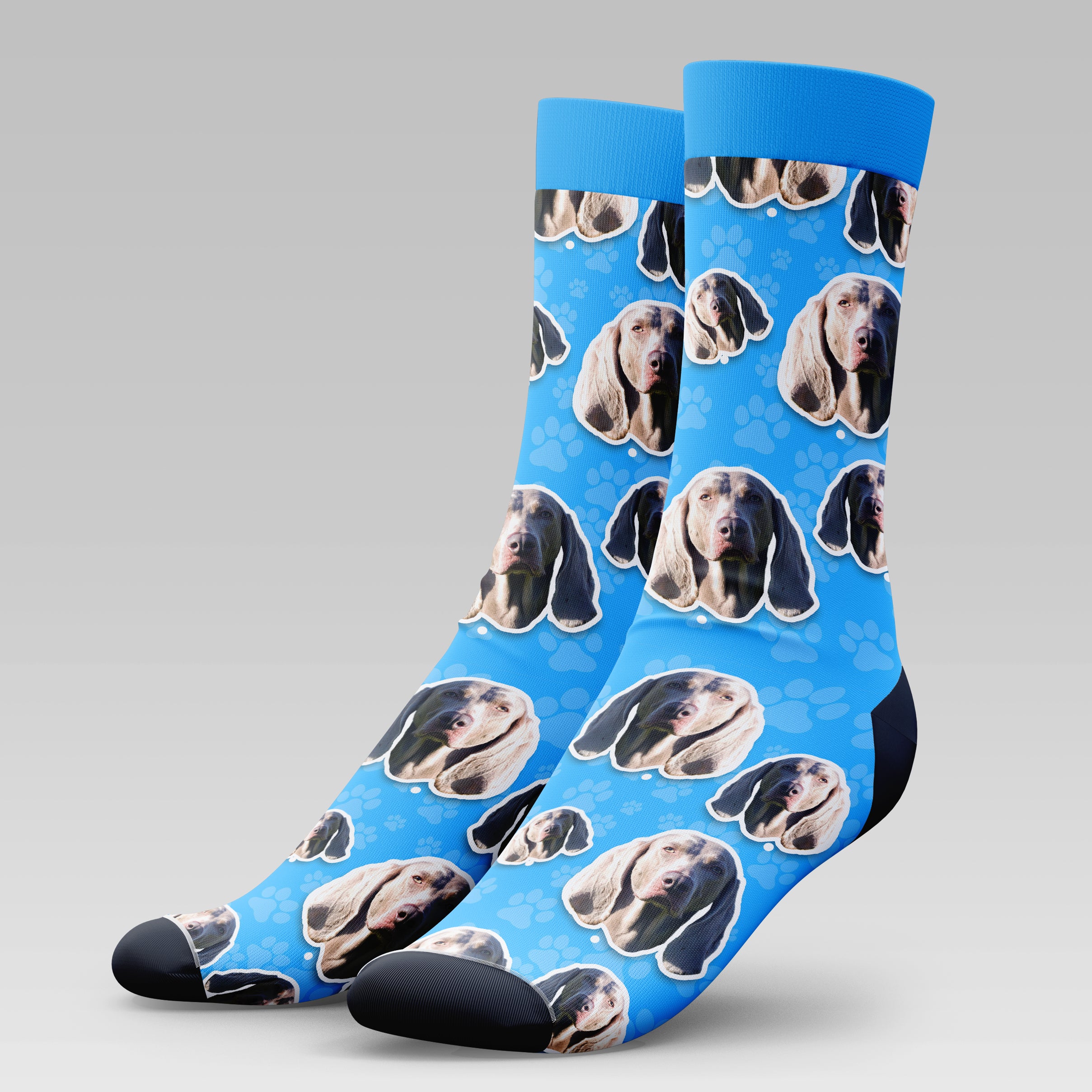 Weimaraner Dog | Socks