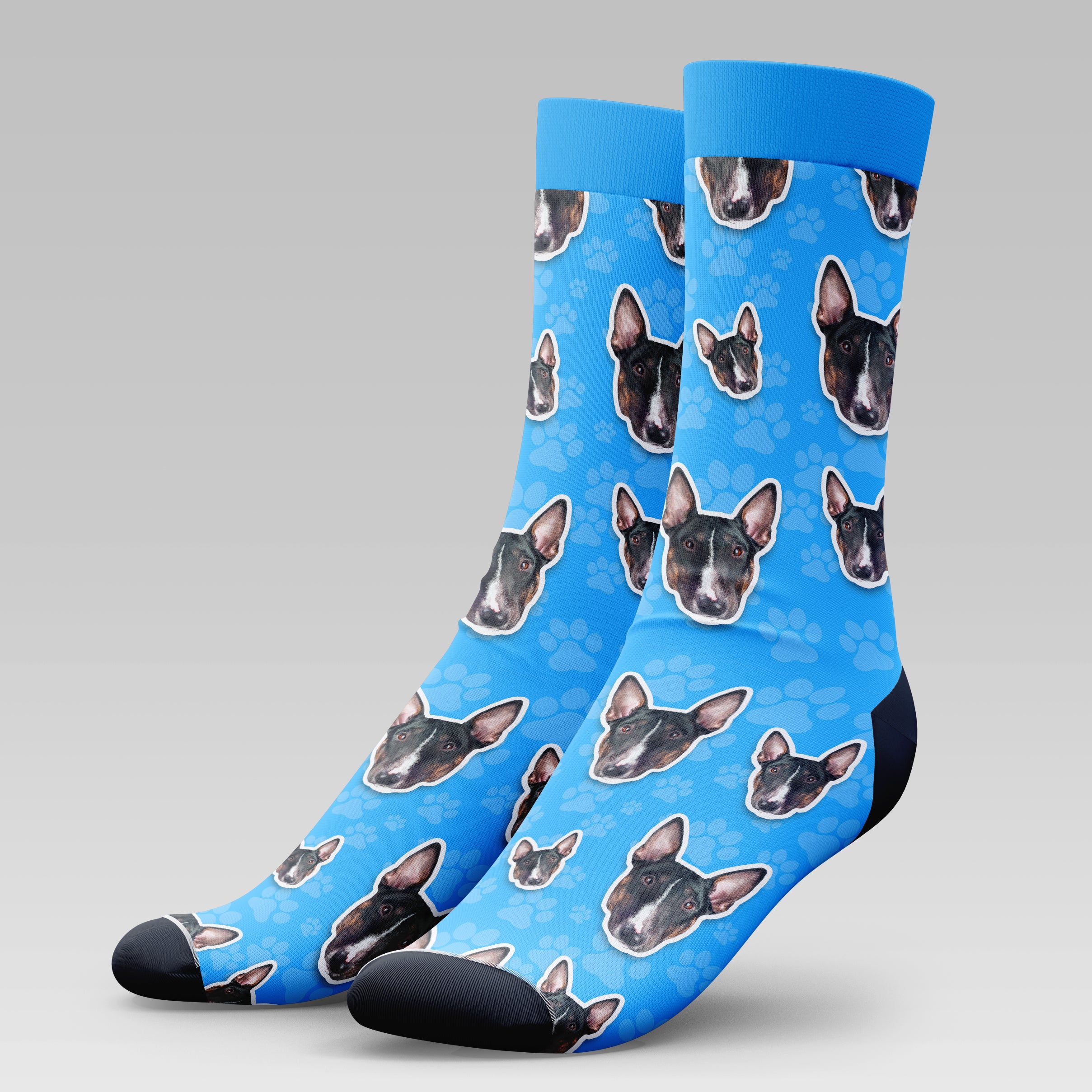 English Bull Terrier Dog | Socks