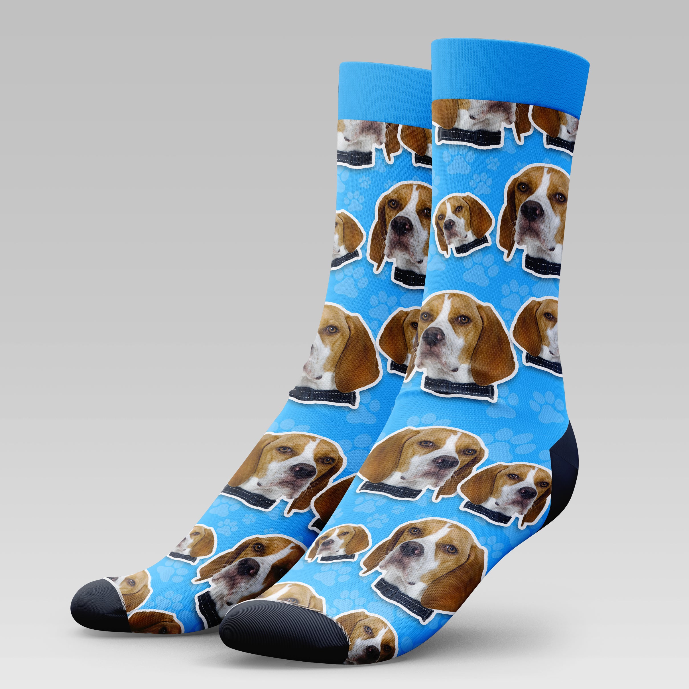 English Pointer Dog | Socks