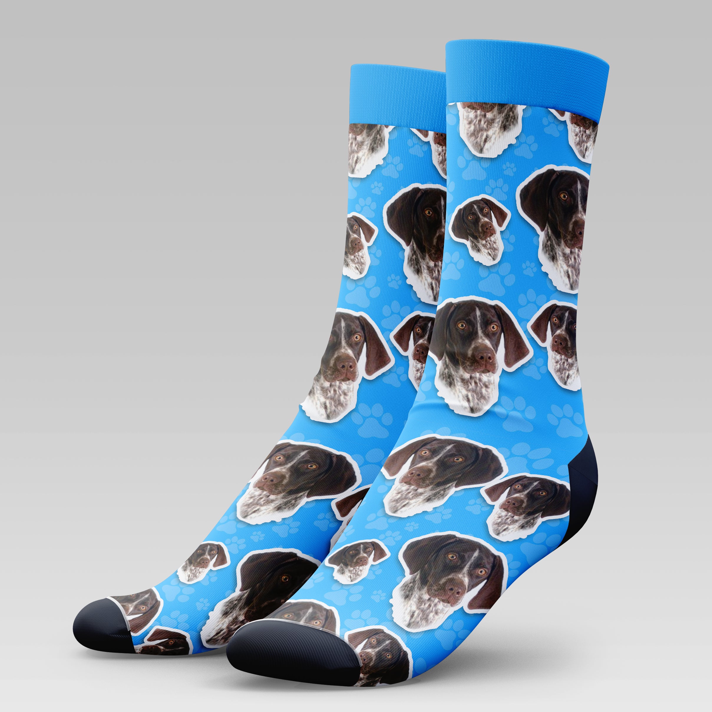 German Short Haired Pointer Dog | Socks