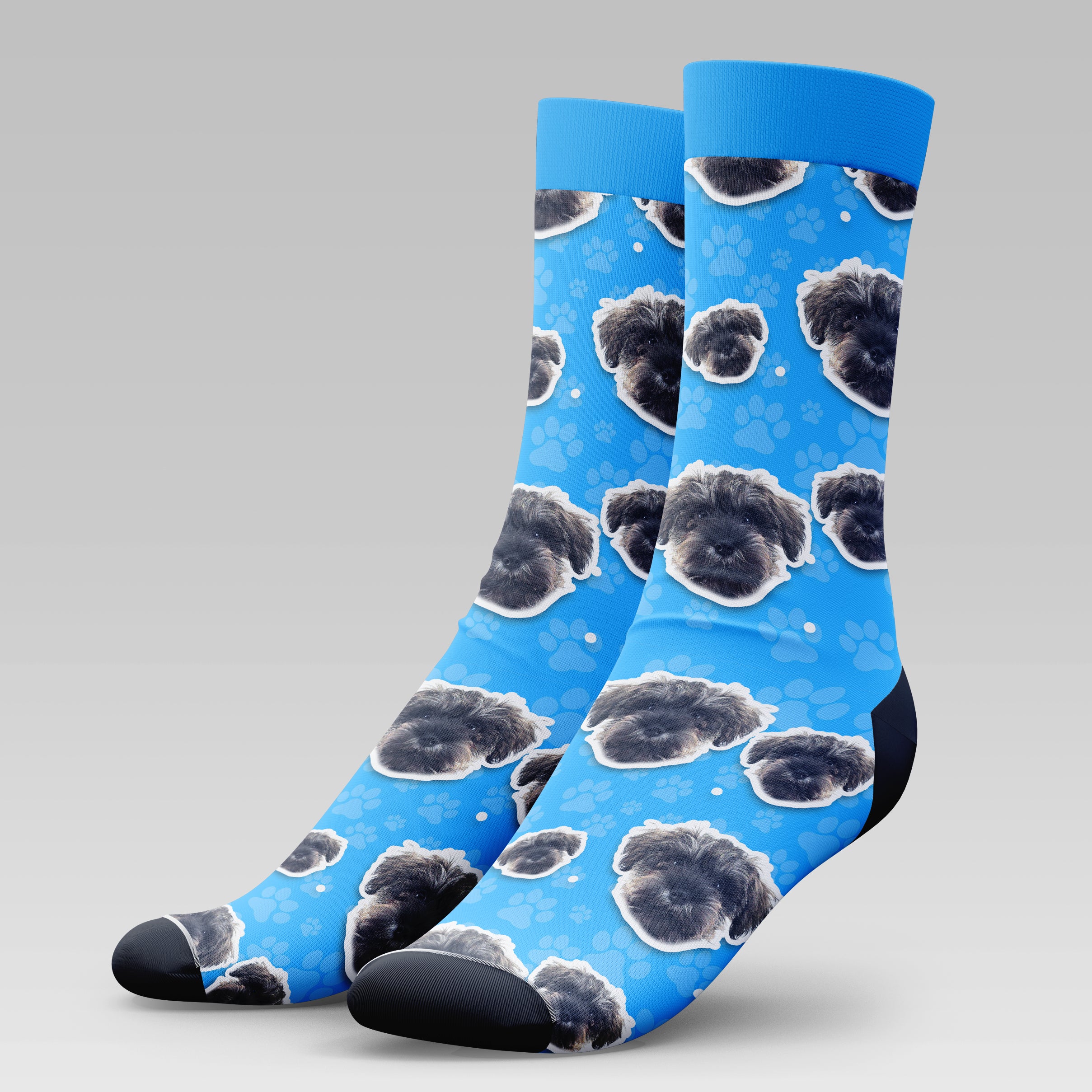 Mini Schnauzer Dog | Socks