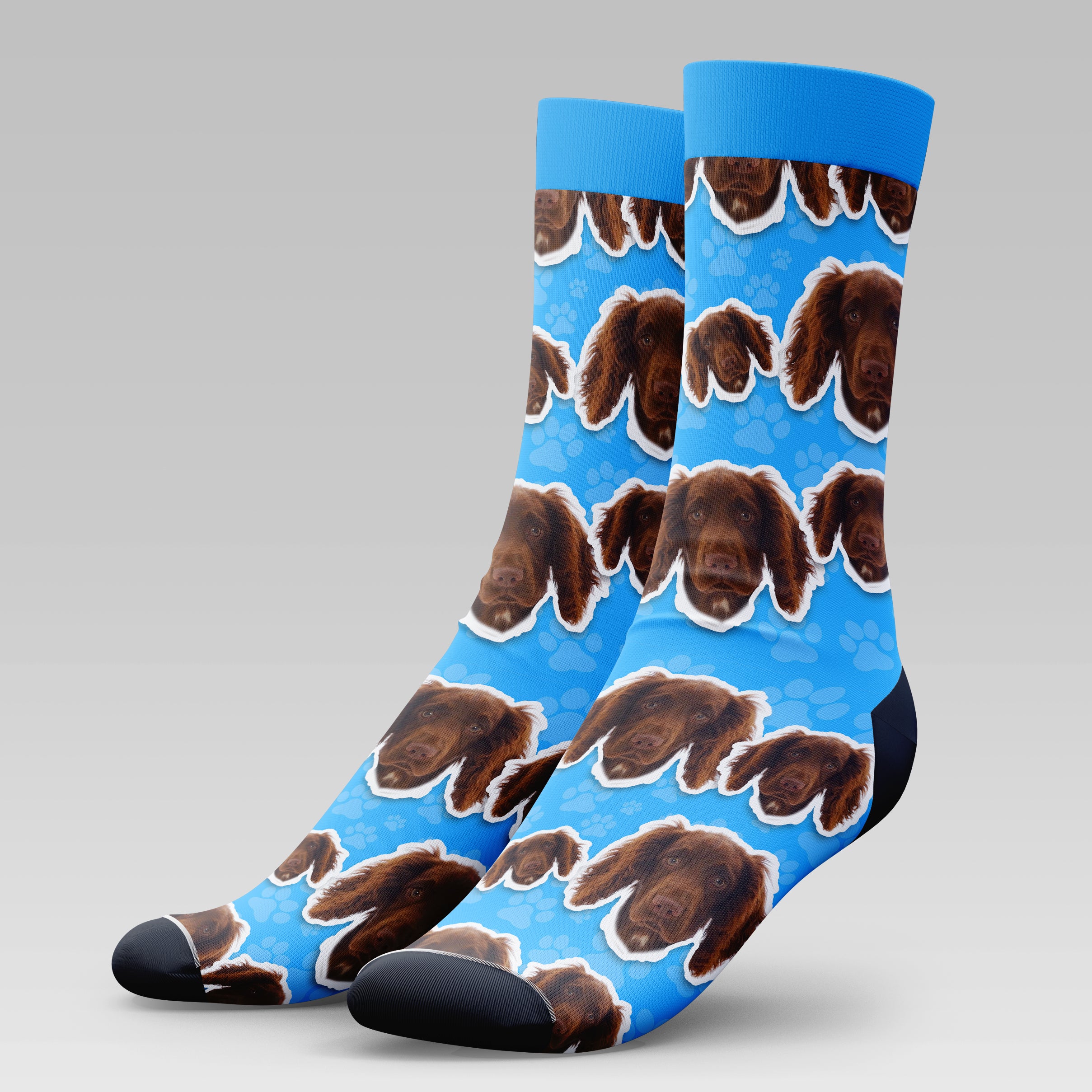 Working Cocker Spaniel Dog | Socks